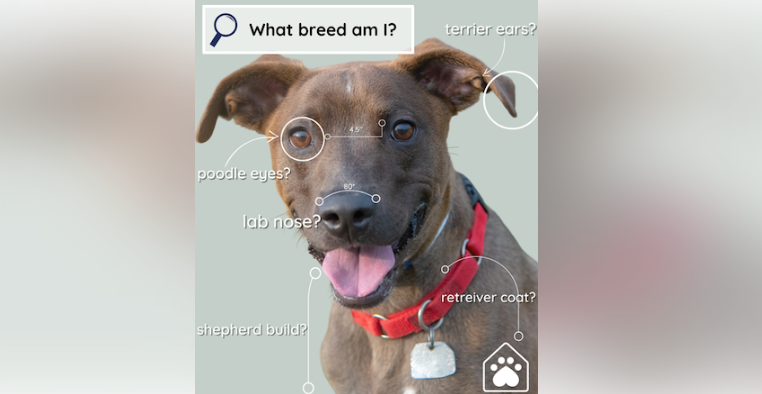 McKamey Animal Center to remove breed labels for dogs